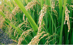 mk官方网站为优秀的大学生发放奖学金